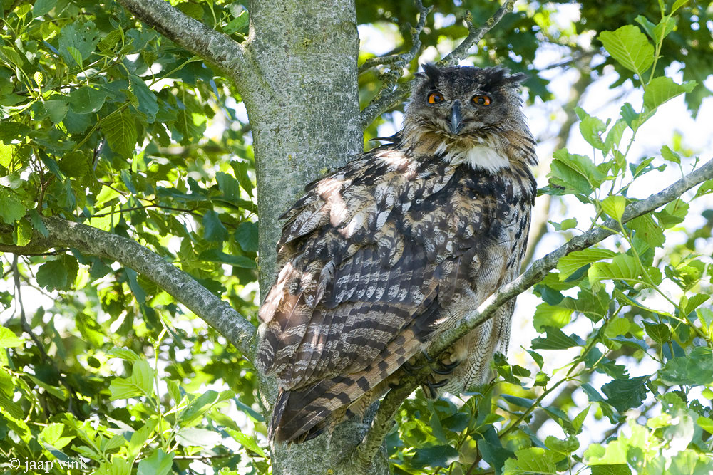 Eurasian Eagle Owl - Oehoe - Bubo bubo