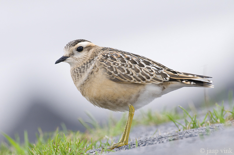 Eurasian Dotterel - Morinelplevier - Charadrius morinellus