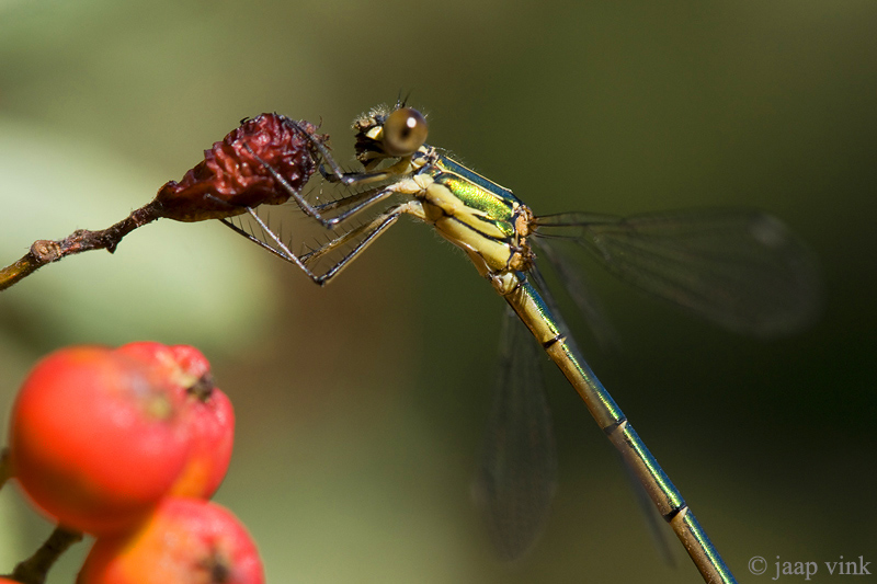 Willow Emerald Damselfly - Houtpantserjuffer - Chalcolestes viridis