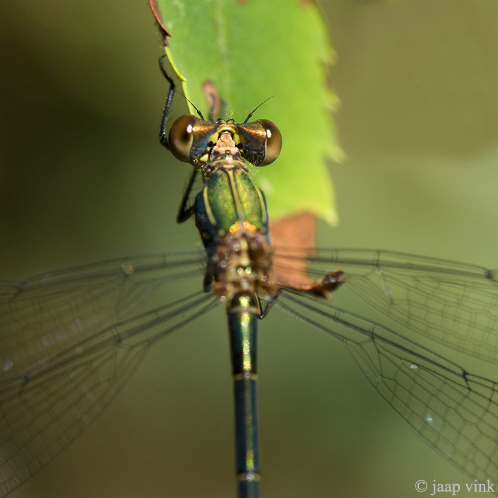 Willow Emerald Damselfly - Houtpantserjuffer - Chalcolestes viridis