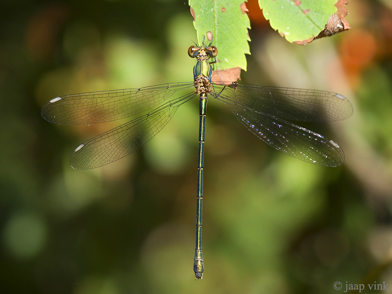 Willow Emerald Damselfly - Houtpantserjuffer - Chalcolestes viridis