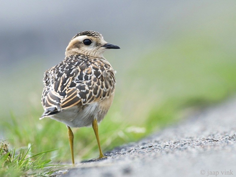 Eurasian Dotterel - Morinelplevier - Charadrius morinellus