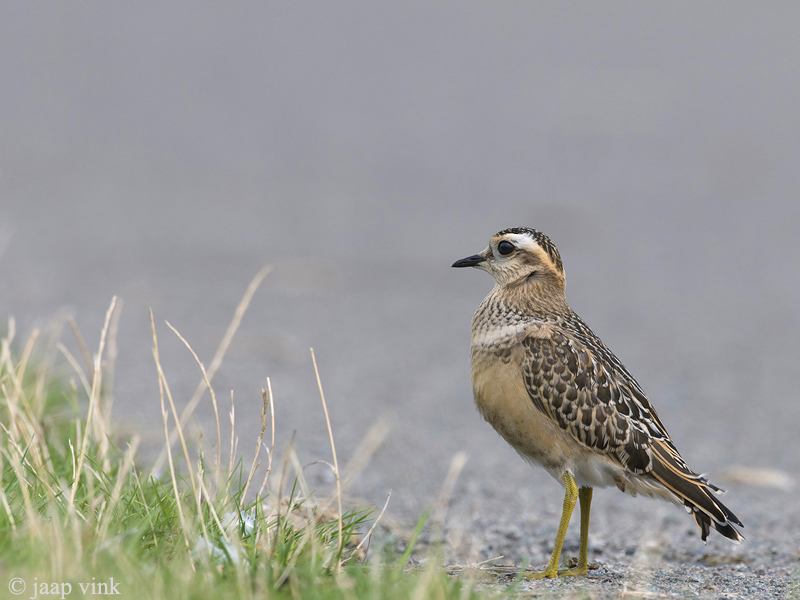 Eurasian Dotterel - Morinelplevier - Charadrius morinellus