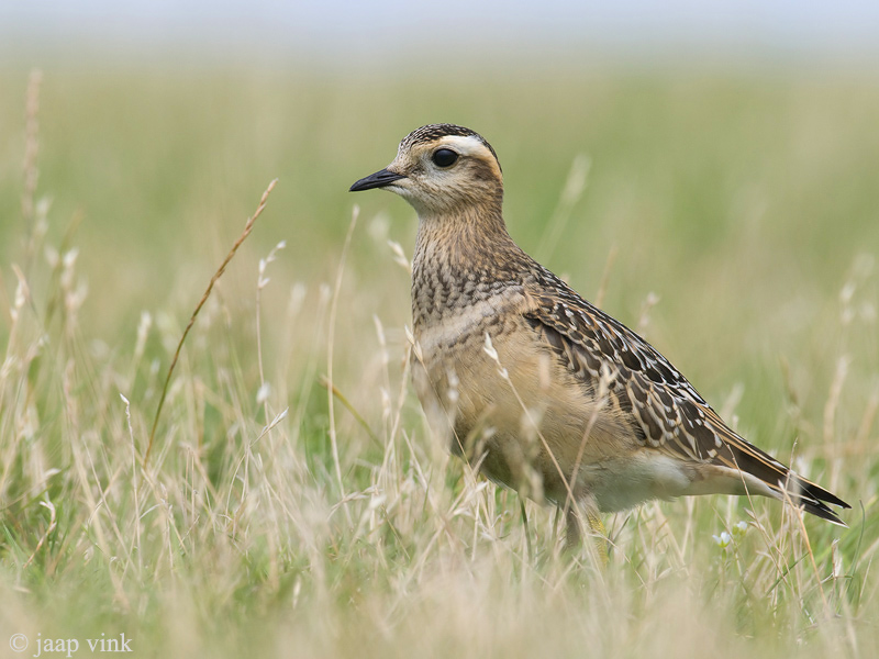 Eurasian Dotterel - Morinelplevier - Charadrius morinellus