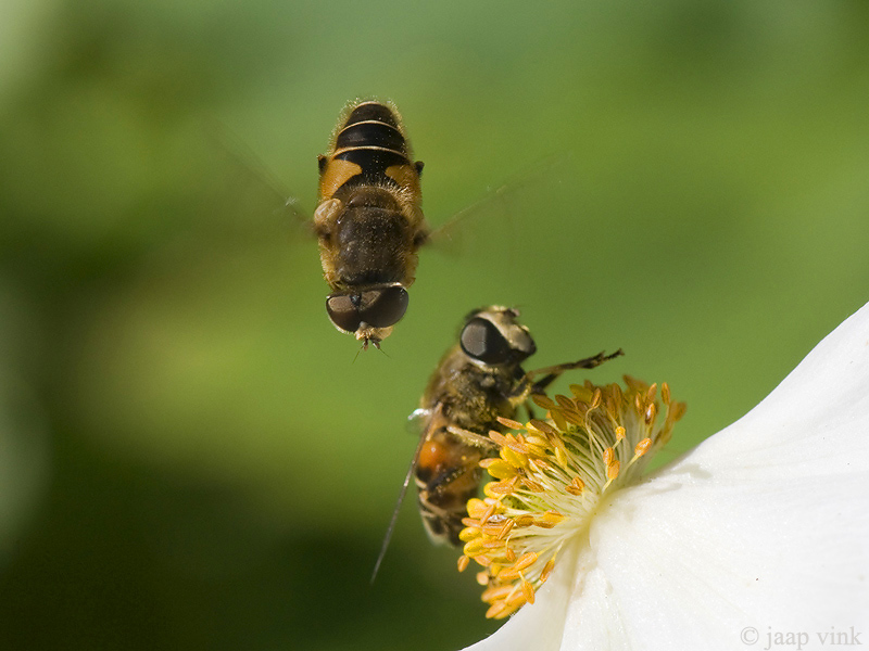 Eristalis Hoverfly - Puntbijvlieg - Eristalis nemorum