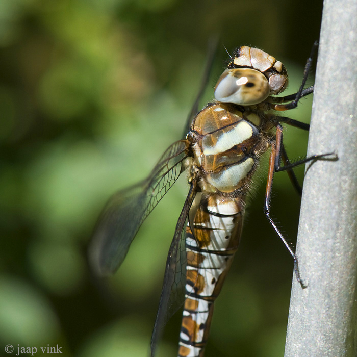 Migrant Hawker - Paardenbijter - Aeshna mixta