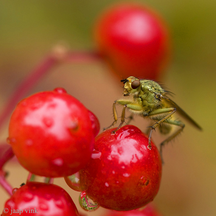 Dung Fly - Strontvlieg - Scatophaga stercorarius