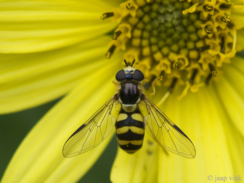 Bretel-wimperzweefvlieg - Dasysyrphus albostriatus