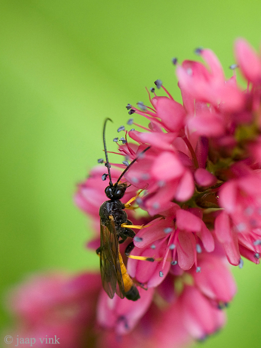 Parasitic Wasp - Sluipwesp - Cosmoconus (elongatus?)
