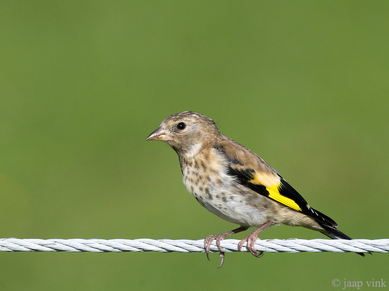 Goldfinch - Putter - Carduelis carduelis