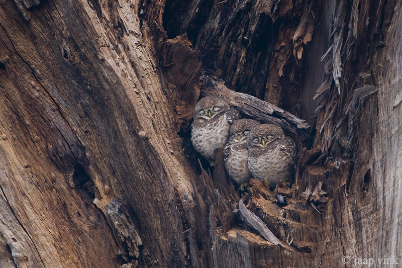 Spotted Owlet - Brahmaanse Steenuil - Athene brama