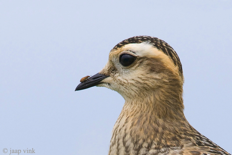 Eurasian Dotterel - Morinelplevier - Charadrius morinellus