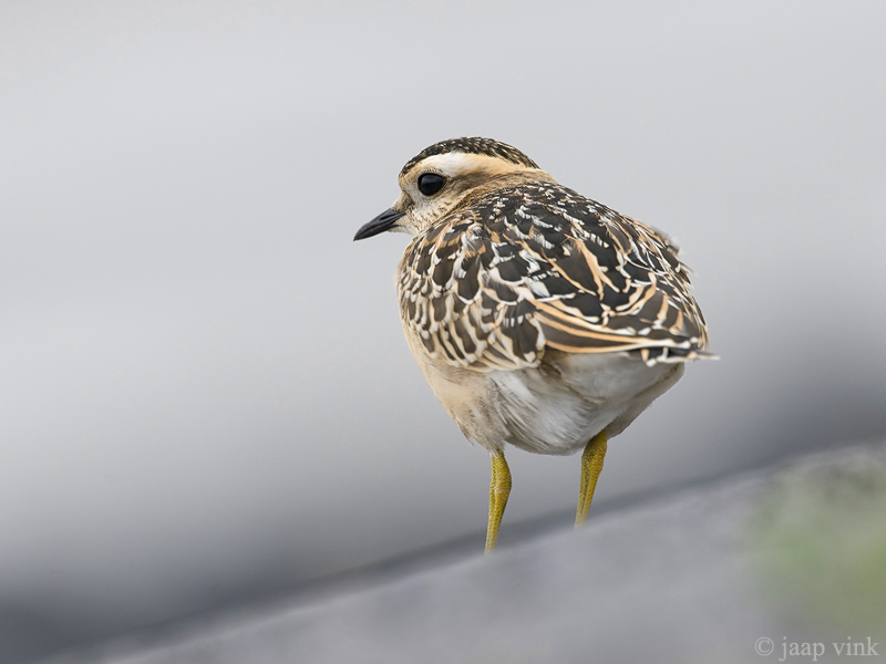 Eurasian Dotterel - Morinelplevier - Charadrius morinellus