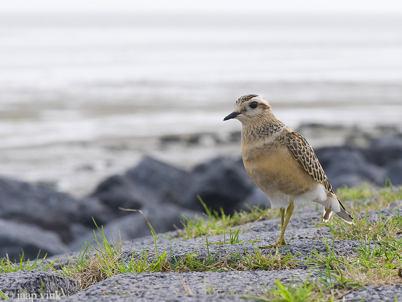 Eurasian Dotterel - Morinelplevier - Charadrius morinellus
