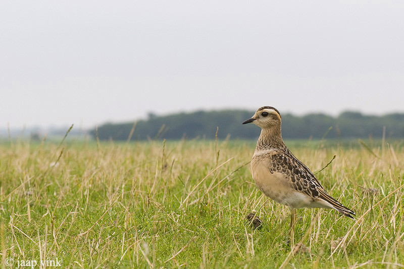 Eurasian Dotterel - Morinelplevier - Charadrius morinellus