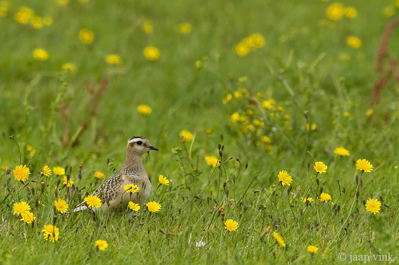 Eurasian Dotterel - Morinelplevier - Charadrius morinellus