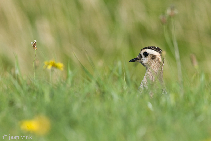 Eurasian Dotterel - Morinelplevier - Charadrius morinellus
