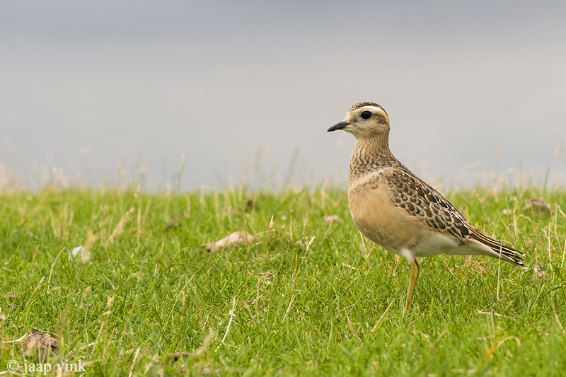 Eurasian Dotterel - Morinelplevier - Charadrius morinellus