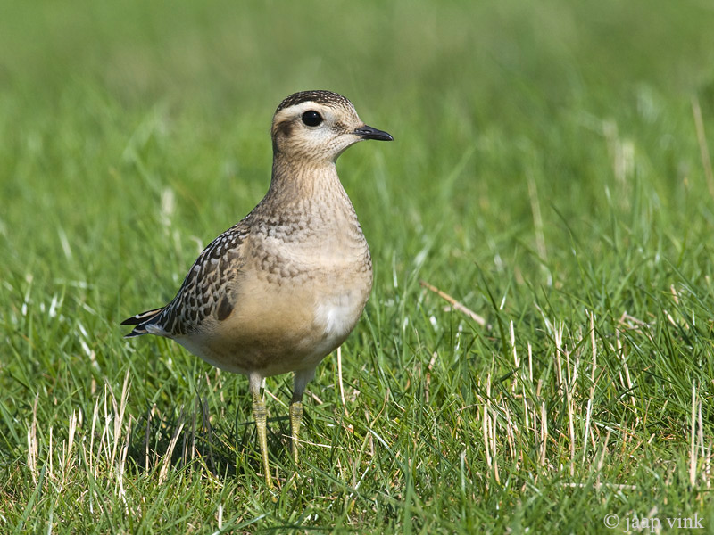 Eurasian Dotterel - Morinelplevier - Charadrius morinellus