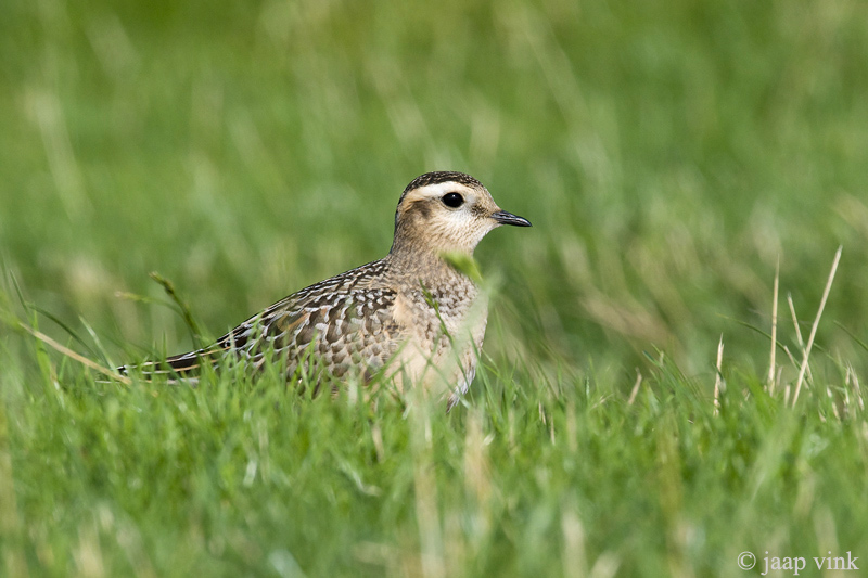 Eurasian Dotterel - Morinelplevier - Charadrius morinellus