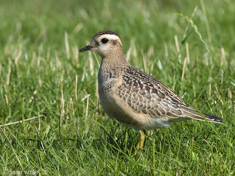 Eurasian Dotterel - Morinelplevier - Charadrius morinellus