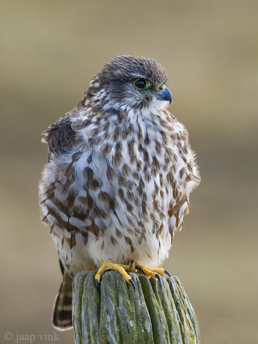 Merlin - Smelleken - Falco columbarius