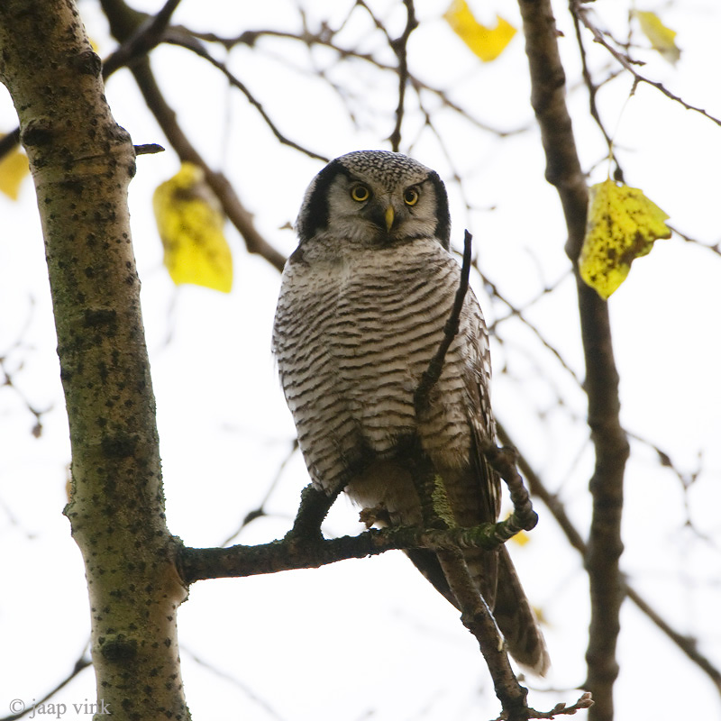 Northern Hawk-Owl - Sperweruil - Surnia ulula