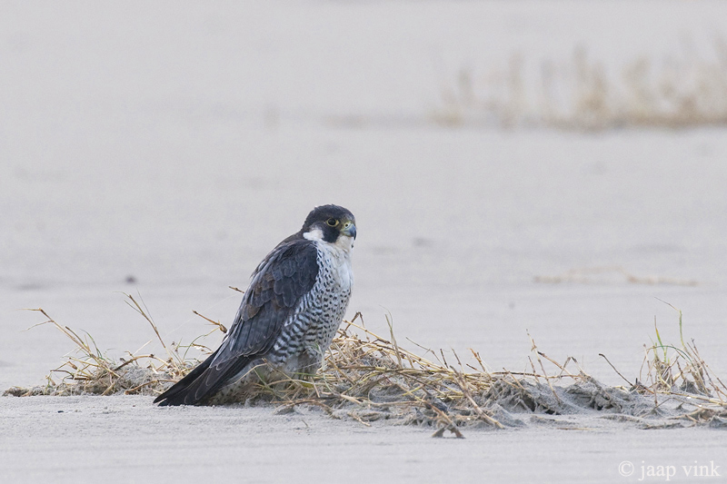 Peregrine - Slechtvalk - Falco peregrinus