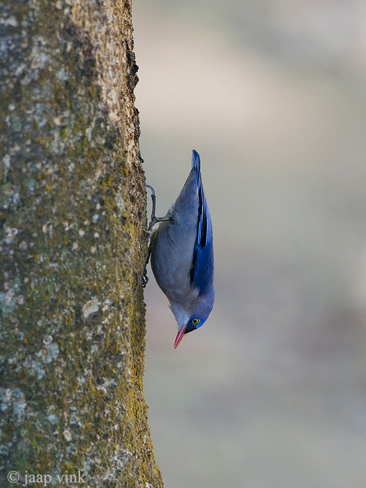 Velvet-fronted Nuthatch - Pluchekapboomklever - Sitta frontalis