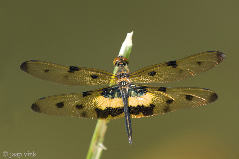Common Picture Wing - Rhyothemis variegata