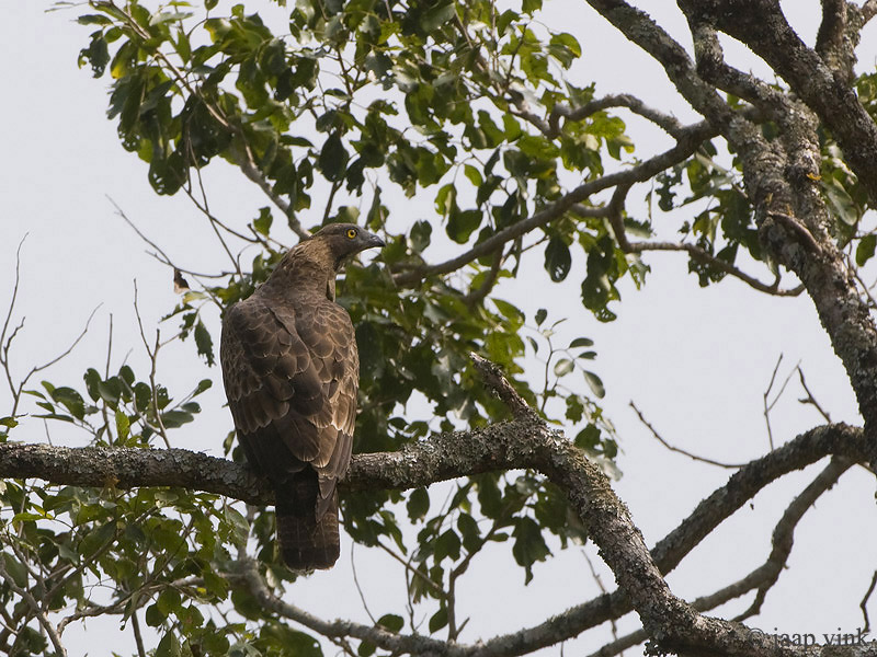 Oriental Honey-Buzzard - Aziatische Wespendief - Pernis ptilorhynchus