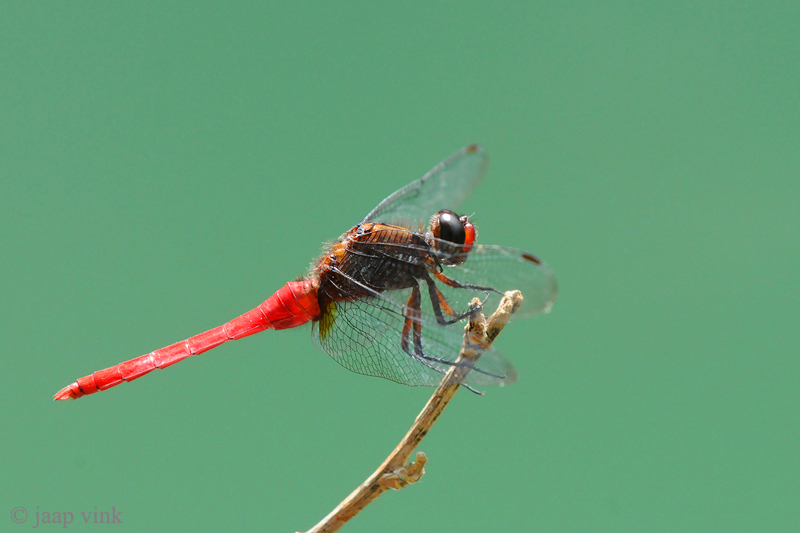 Brown-backed Red Marsh Hawk - Orthetrum chrysis