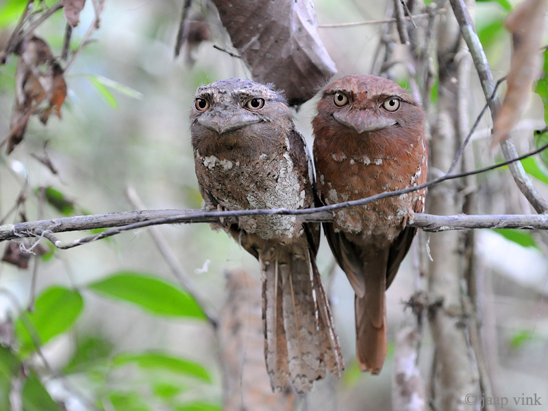 Sri Lanka Frogmouth - Ceylonkikkerbek - Batrachostomus moniliger