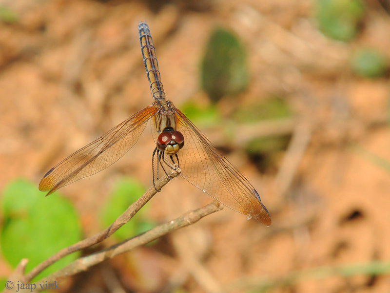 Crimson Dropwing - Trithemis aurora