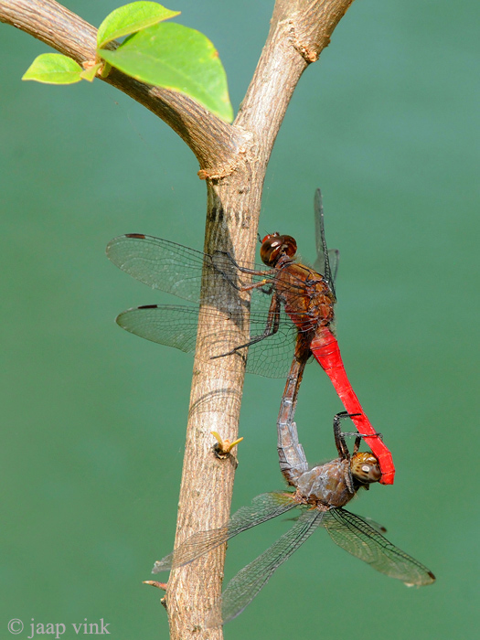 Brown-backed Red Marsh Hawk - Orthetrum chrysis