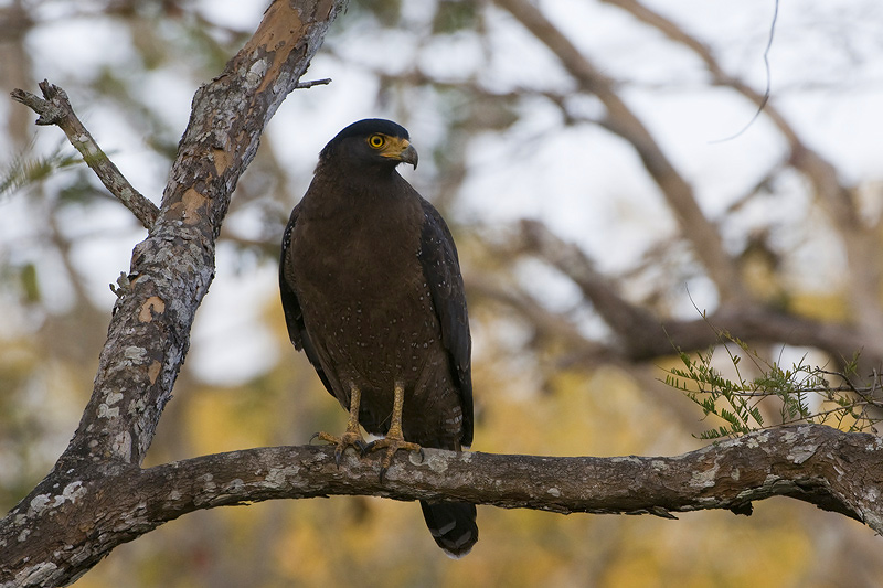 Crested Serpent Eagle - Indische Slangenarend - Spilornis cheela