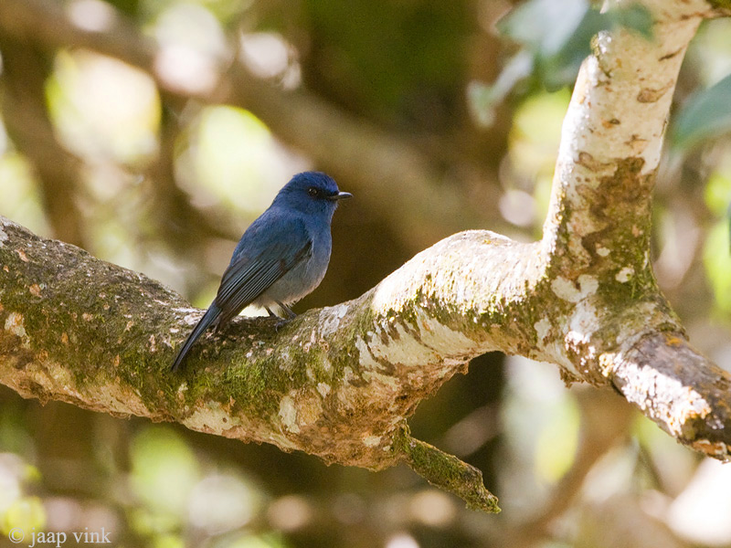 Nilgiri Flycatcher - Nilgirivliegenvanger - Eumyias albicaudatus