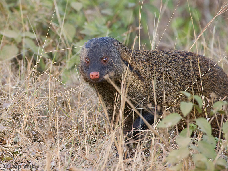 Stripe-necked Mongoose - Streepnekmangoest - Herpestes vitticollis