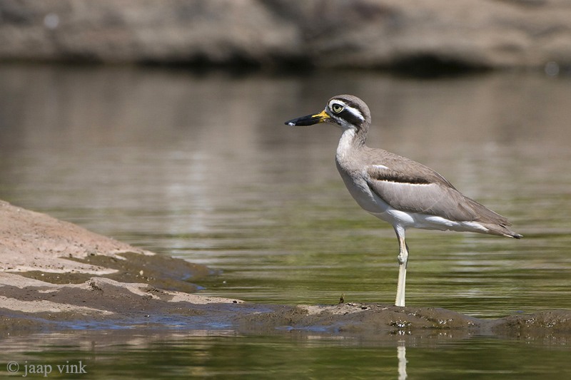 Great Thick-knee - Grote Griel - Esacus recurvirostris
