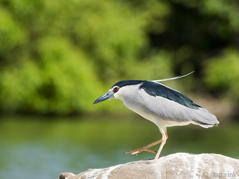 Black-crowned Night Heron - Kwak - Nycticorax nycticorax