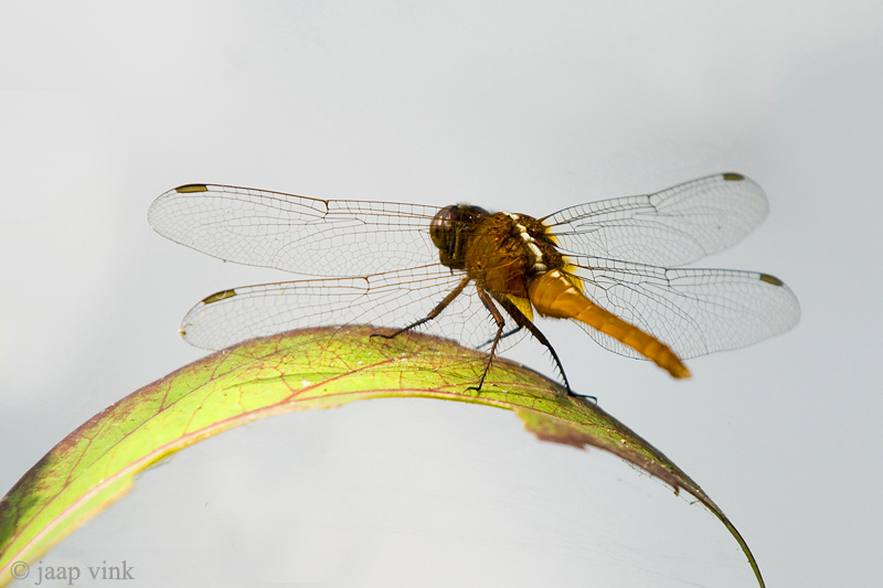 Common Redbolt - Rhodothemis rufa