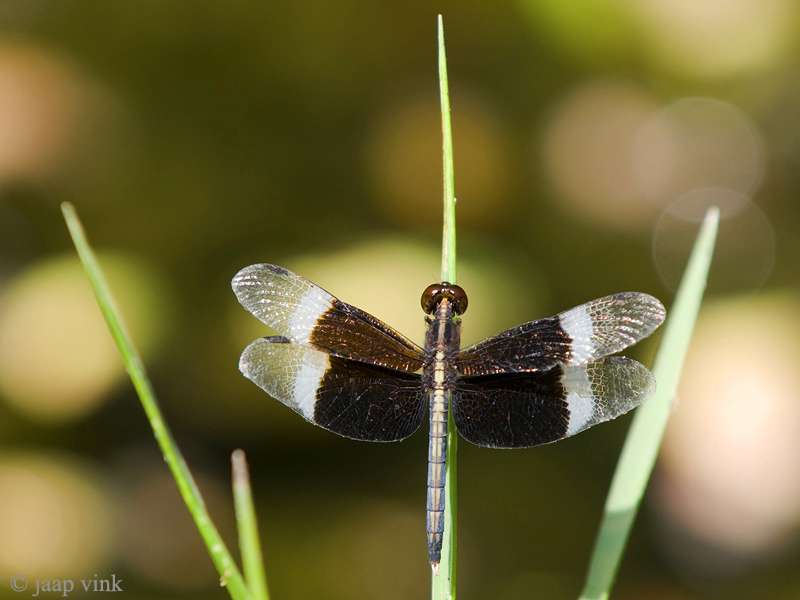 Pied Paddy Skimmer - Neurothemis tullia