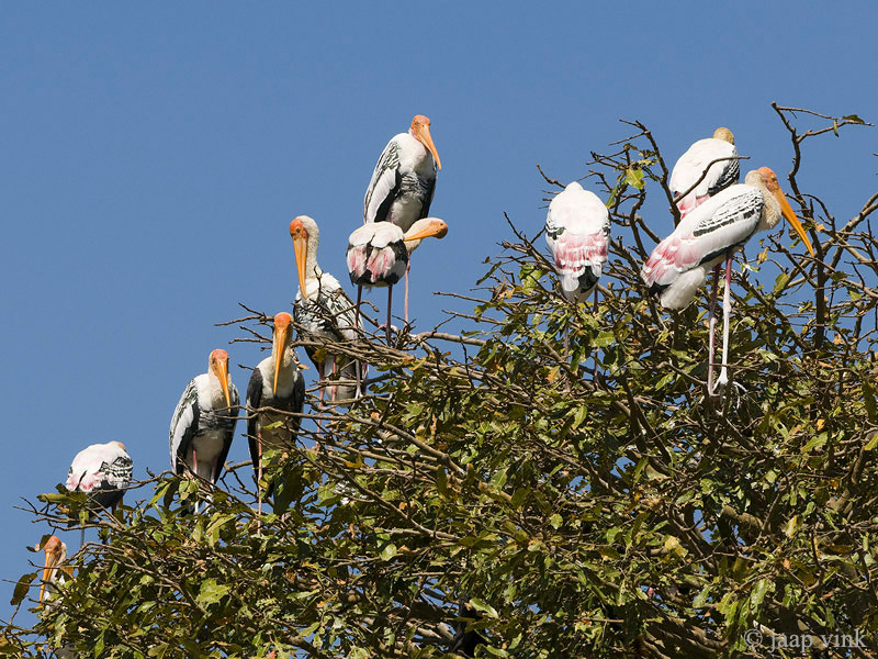 Painted Stork - Indische Nimmerzat - Mycteria leucocephala