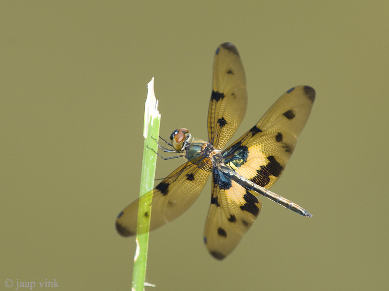 Common Picture Wing - Rhyothemis variegata