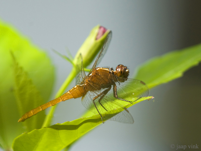 Common Redbolt - Rhodothemis rufa