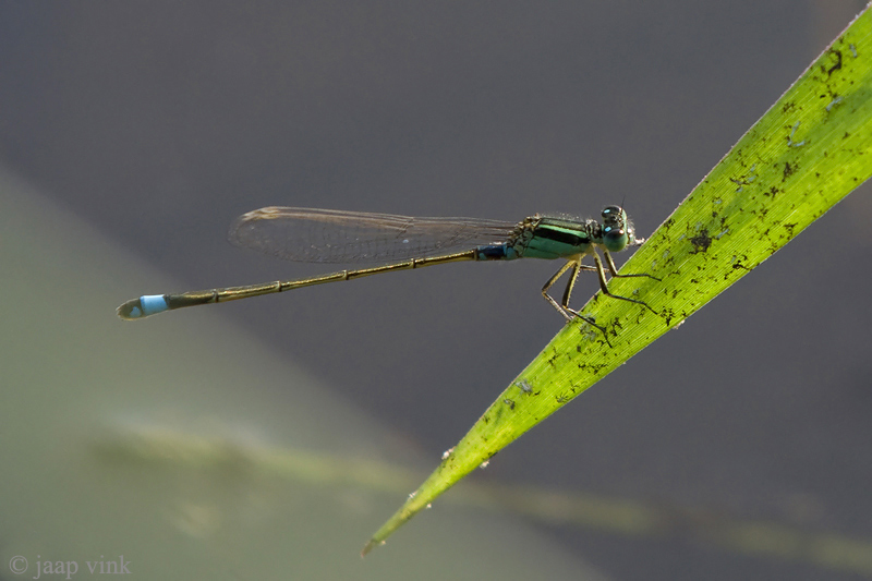 Common Bluetail - Senegalees Lantaarntje - Ischnura senegalensis