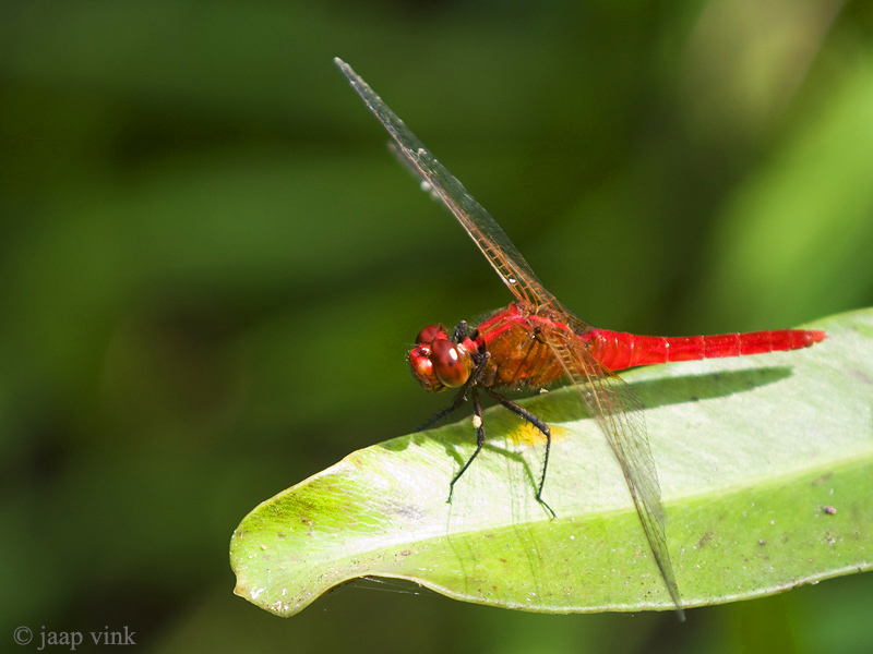 Common Redbolt - Rhodothemis rufa
