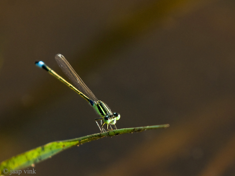 Common Bluetail - Senegalees Lantaarntje - Ischnura senegalensis