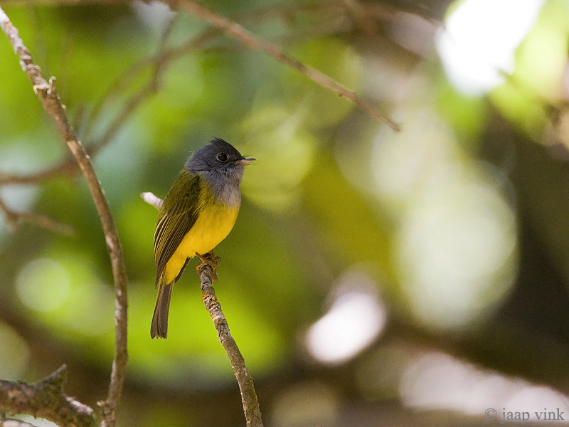 Grey-headed Canary-flycatcher - Grijskopvliegenvanger - Culicicapa ceylonensis