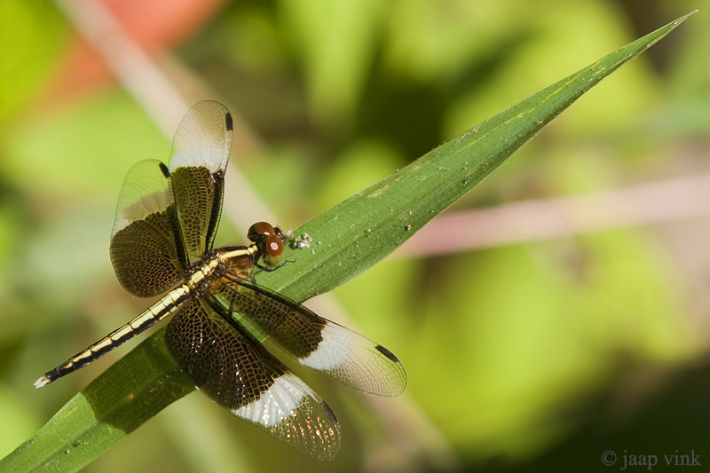 Pied Paddy Skimmer - Neurothemis tullia